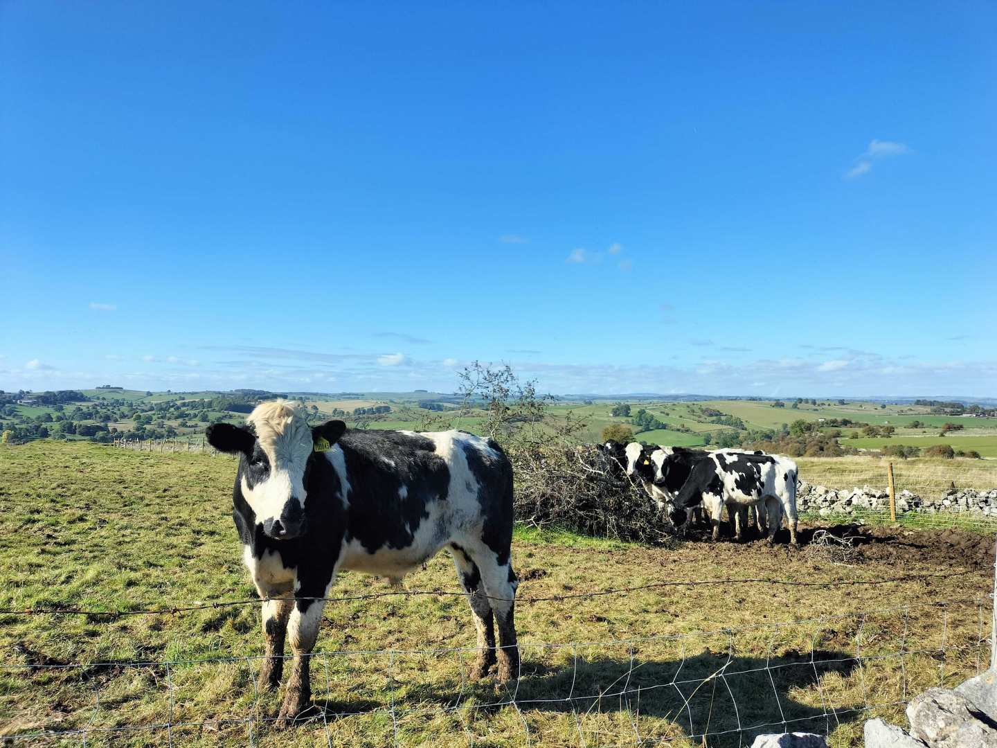 A curious cow on the Limestone Way, where Contours conducted our training walk