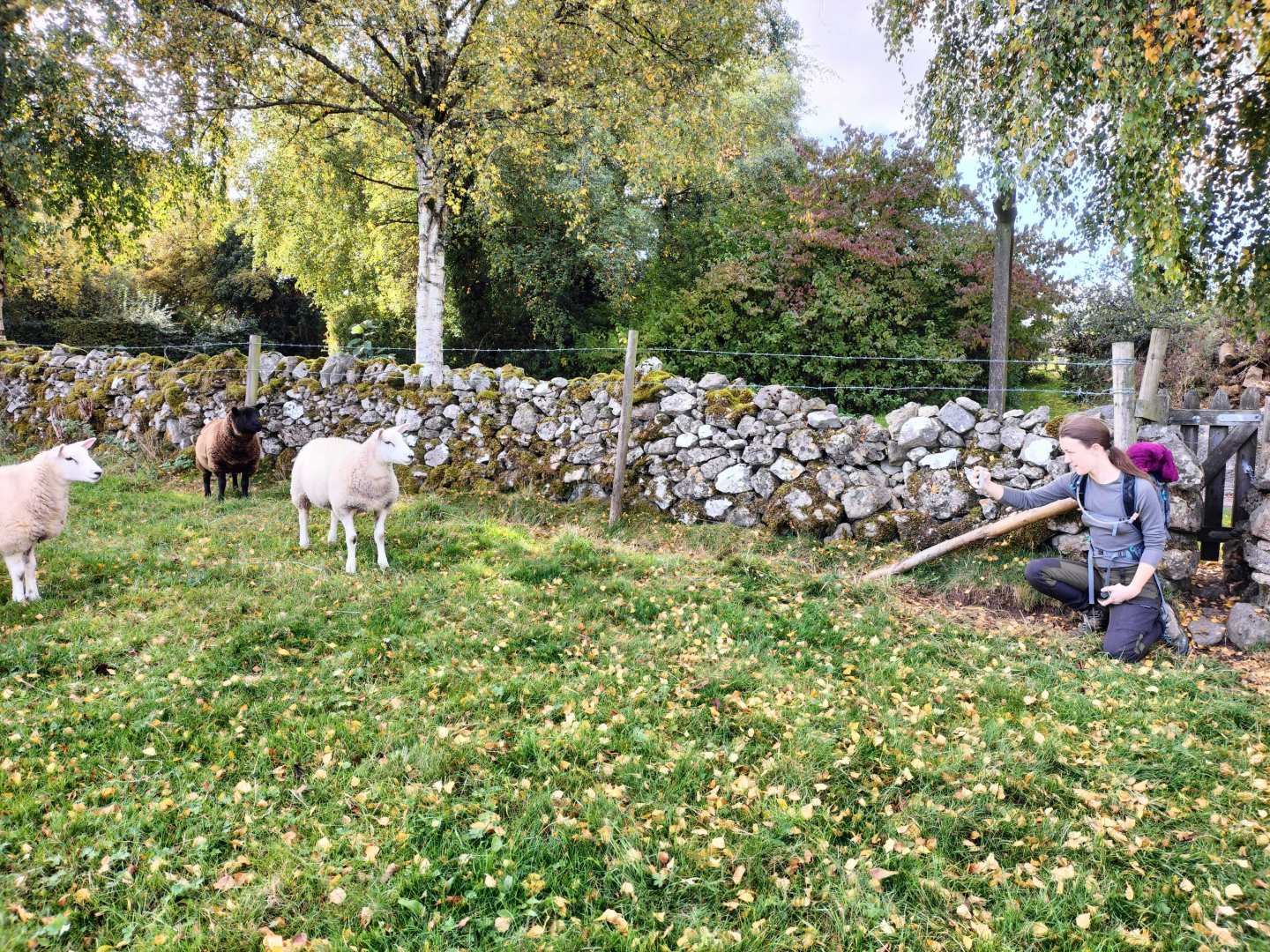 Nabbing a photograph of a sheep while out on the Limestone Way.