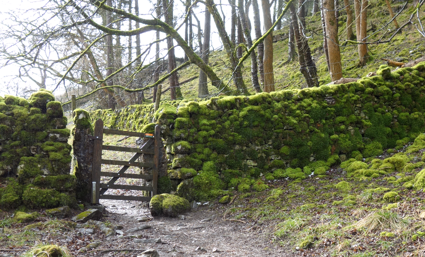 Three Dales Way: Mossy Walls