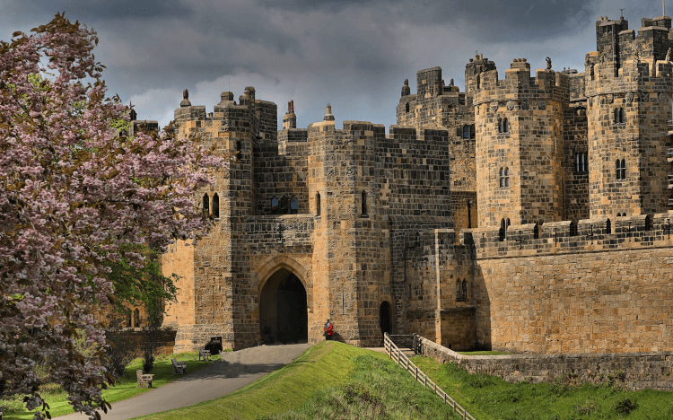 A view of Alnwick Castle through a blossoming cherry tree. The castle is large and in good condition, with golden stone walls.