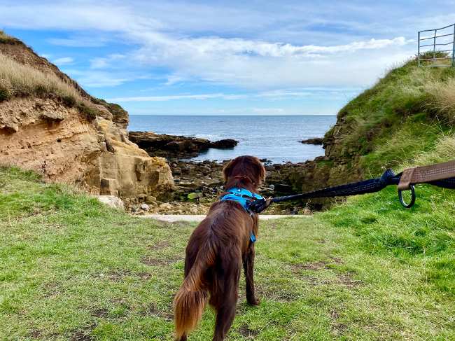 A dog looks out to sea on the England Coast Path between Alnwick and Craster