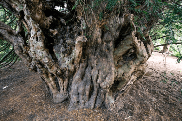 The gnarled trunk of the Ankerwycke Yew. Taken by Ruth Gledhill.