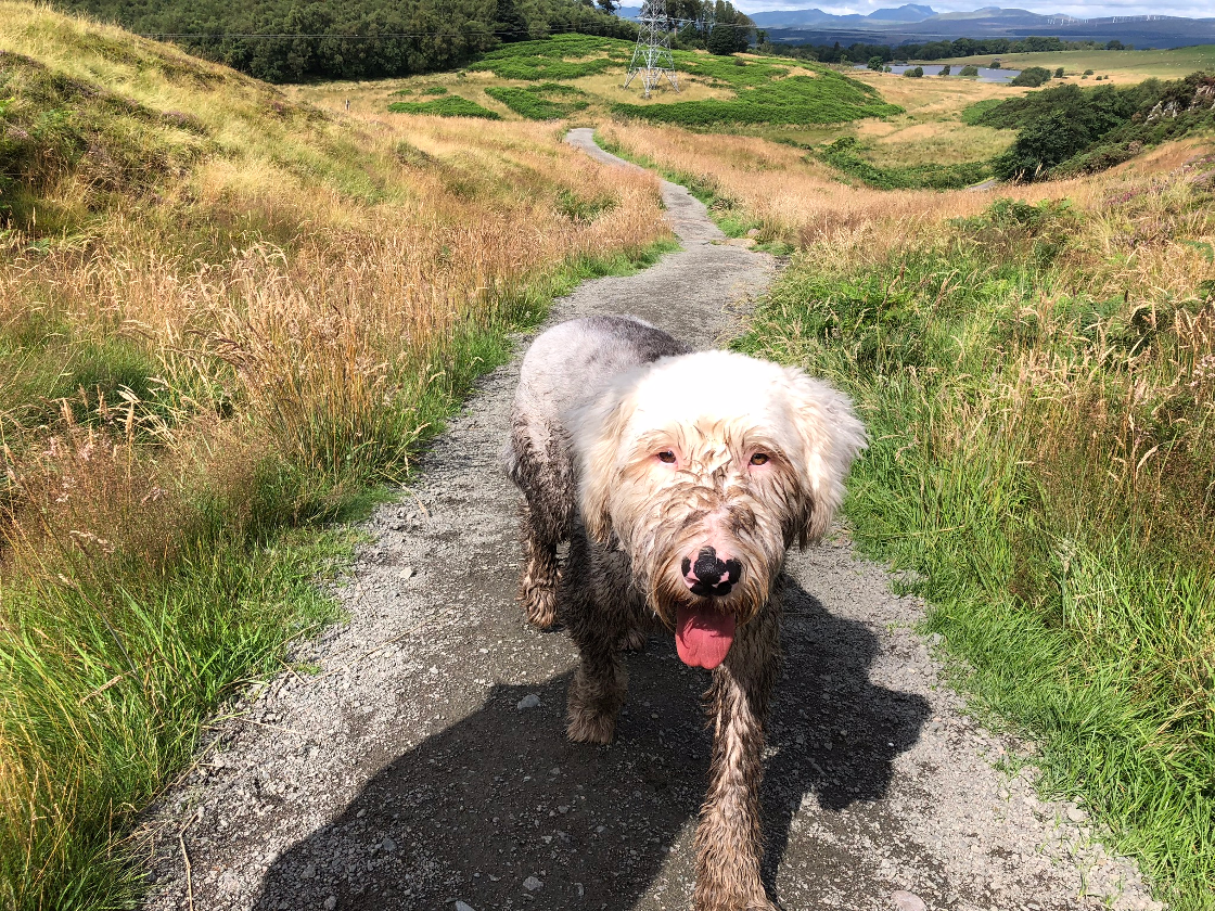 Photo competition Fun Times winner: Archie on the Way up Dumyat by Tim Nelson