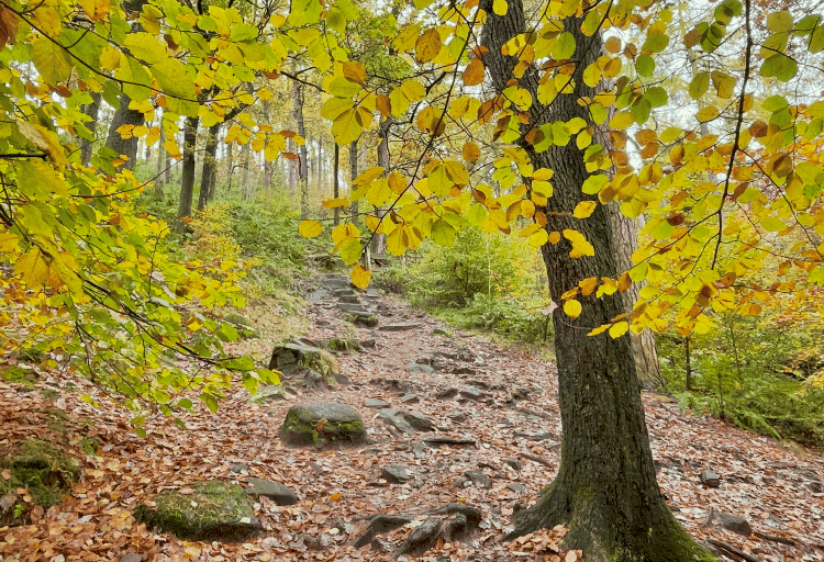 Autumn colours on the trail. A footpath leads the way on a hike through the woods in autumn, with the leaves changing colours on the trees.