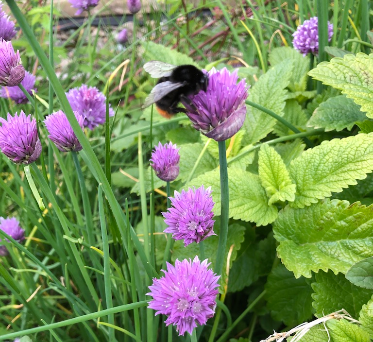 A bee spotted on a flower during a local walk