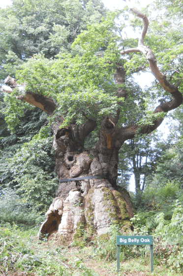 The Big Belly Oak in Savernake.