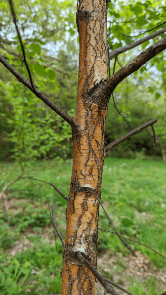 The peeling bark of a growing birch tree.