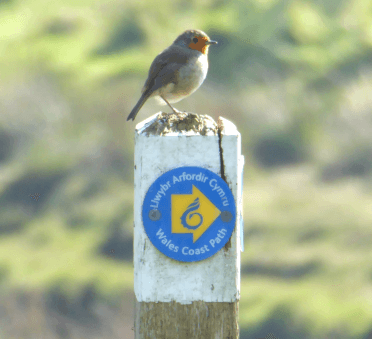 A robin sits atop a waymarker for the Wales Coast Path.
