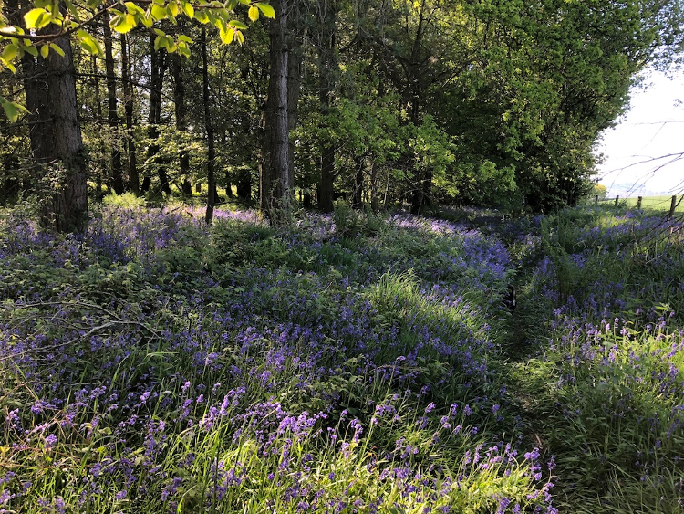 Bluebells beneath the trees along the footpath