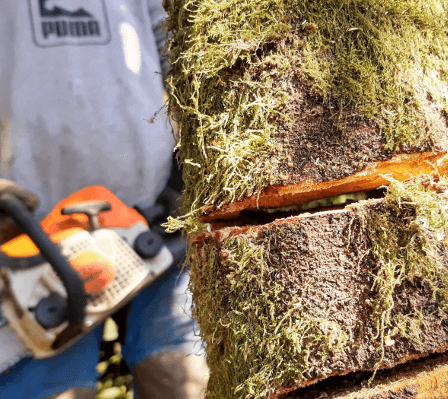 Practicing a bore cut with a chainsaw on a doomed hawthorn.