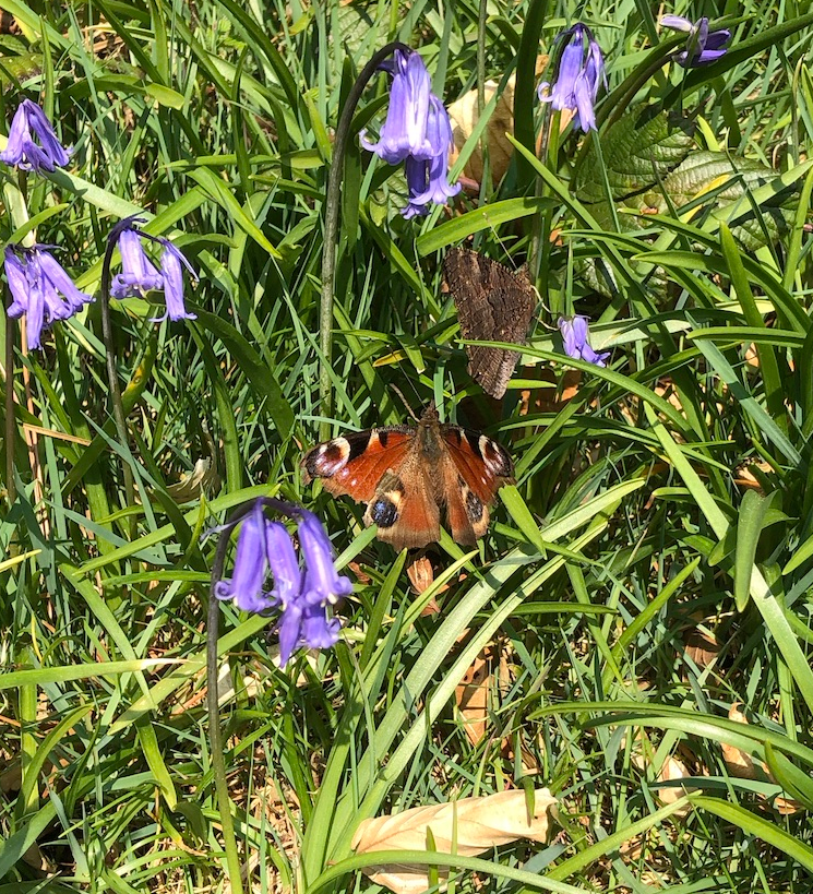 A peacock butterfly on wildflowers at the trailside