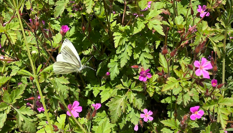 A cabbage white butterfly in the flowering verges