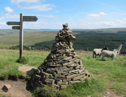 Two sheep idle near a cairn and signpost for the Pennine Way.