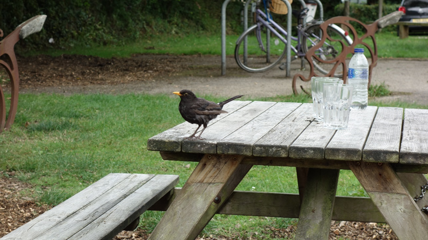 A blackbird sitting on a picnic table