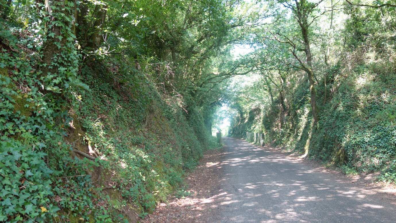 A long, level footpath between wooded embankments