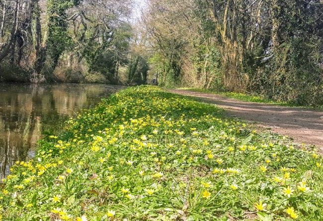 Usk Valley Walk: Canalside Flowers