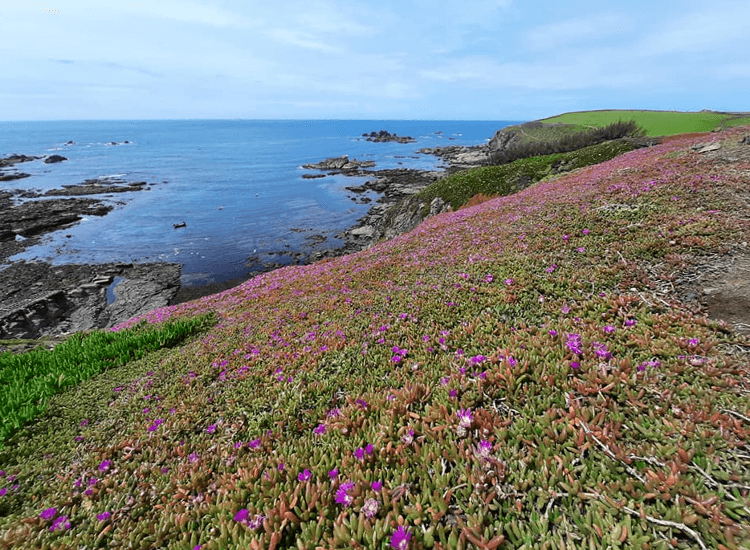 Hottentot-Fig blanketing the hillside next to the SWCP