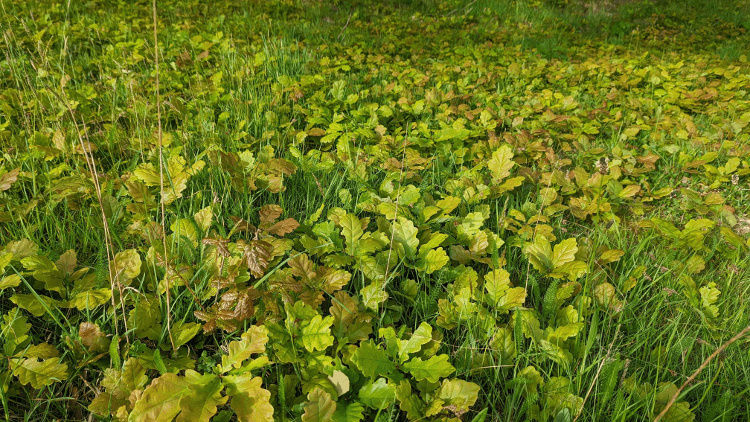 A carpet of oak saplings rises above the grass after a mast year of acorns.