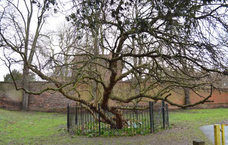 The Charlton House Mulberry, an old, slender, sprawling tree contained by a low circular fence. Britain's Oldest Mulberry, photographed by Matt Brown.