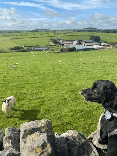Oscar pops his head up over a drystone wall in the Peak District