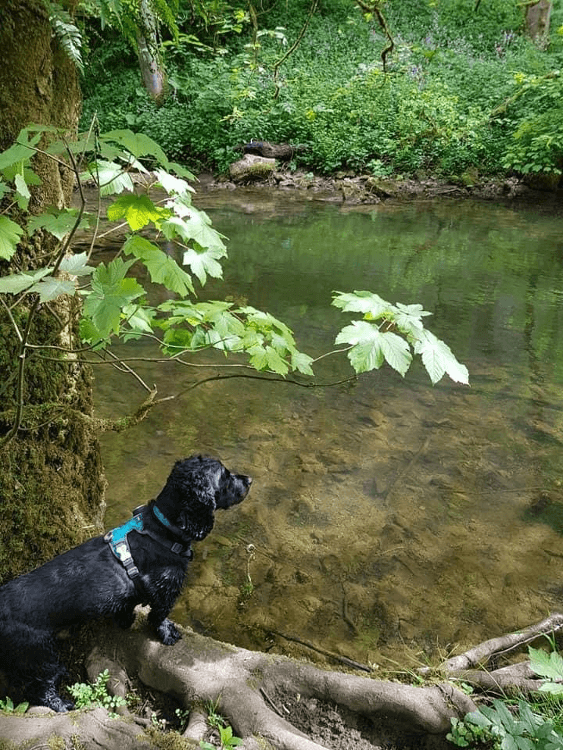 Oscar the black spaniel sits on the leafy bank of the river at Chee Dale