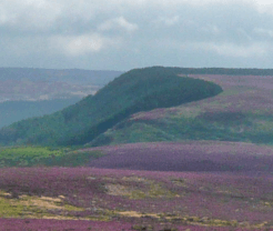 The moorland on the Cleveland Way turns purple as the seasons change.
