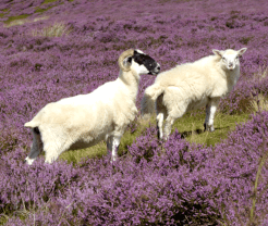 Two sheep stand amongst the purple heather on the Cleveland Way.