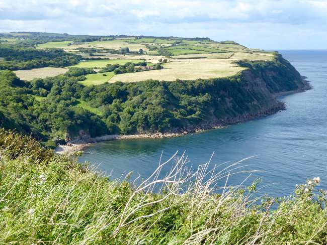 Leafy deciduous plants grow along a pretty stretch of seaside cliffs near Cloughton