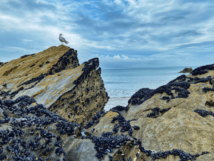 A seagul sits on a dramatic rock outcropping along the Cornish coast.