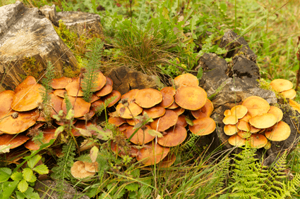 A spray of orange fungi growing from the ground.
