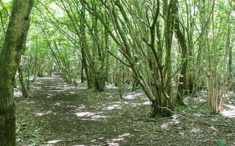 The diverging shoots of coppiced trees sprout from the ground along this walking path.