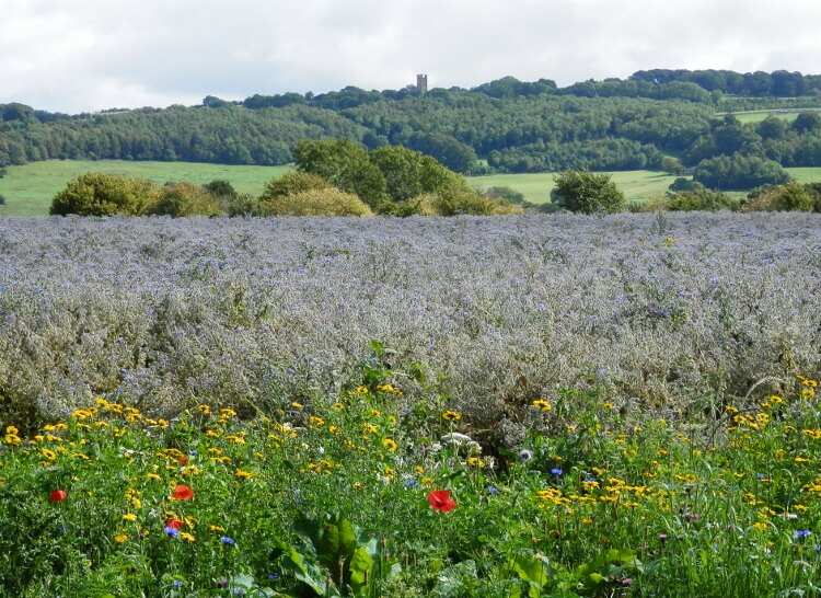 Flowers bloom along this nature walk in England.