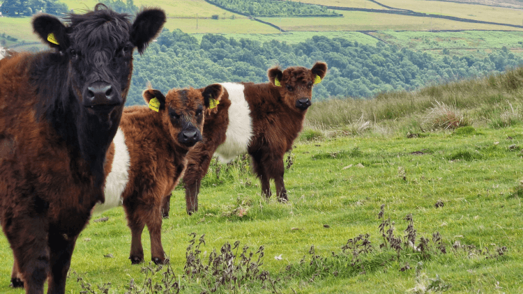 With an expanse of pretty fields behind them, three fluffy brown and white cows peer curiously at the camera.