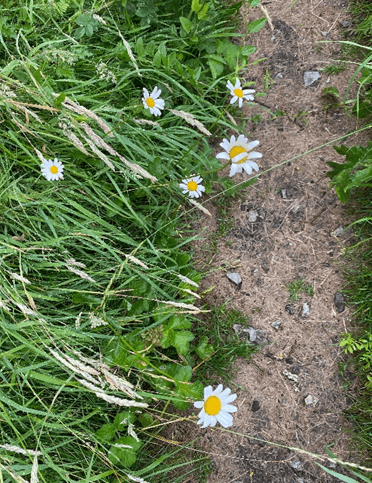 Daisies sprout from a footpath.