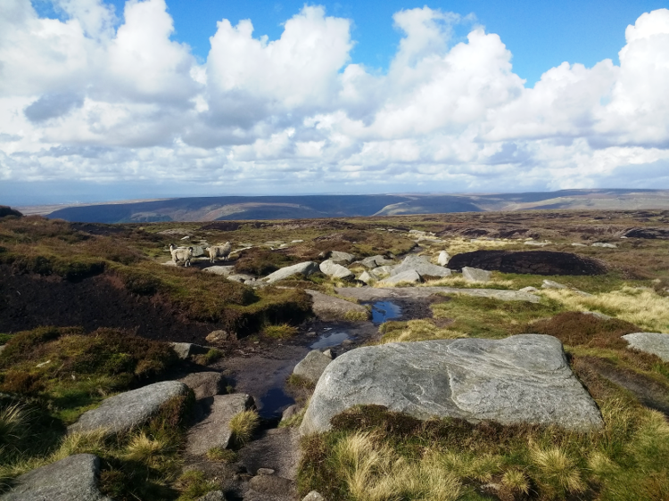 Sheep amongs the peat and grey stone of the Pennine Way.