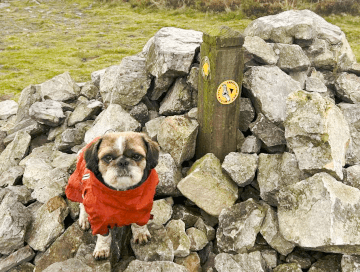 A small dog in a red coat sits on a rock pile amassed around a walking trail waymarker.