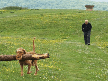 A man crosses a field on a dog-friendly walking holiday with his dog walking ahead carrying a stick.