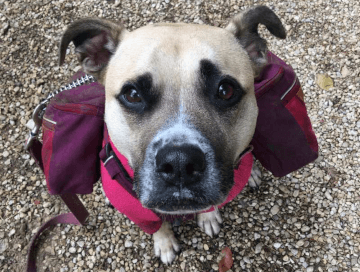 A staffy sits and looks up at the camera, showing off her fabulous maroon coat with carrying pouches for her mid-walk snacks.