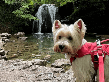 On a dog-friendly walking holiday, a Yorkshire Terrier stands at the edge of a lake in Yorkshire beneath a stunning waterfall.