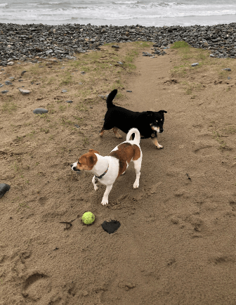 Mindy and Ralph play with a ball at the beach.