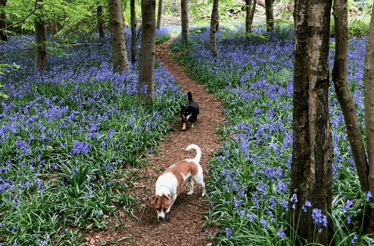 dogs-through-the-bluebells.png