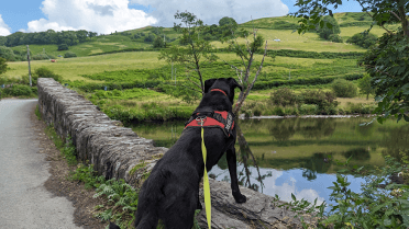 A black dog stands on his hind legs to peer into the river over the side of a stone bridge.