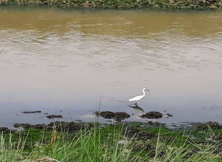 Egret on the Downs Link trail