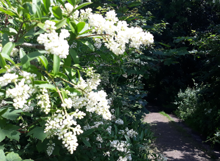 Flowers along the Downs Link path