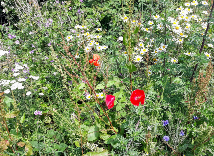 Red flowers on the Downs Link