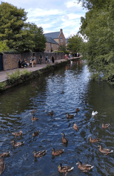A group of ducks gather on the river in Bakewell.