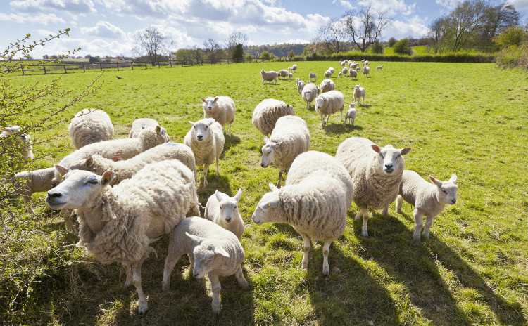 Sheep crowd a field along a long-distance walk.