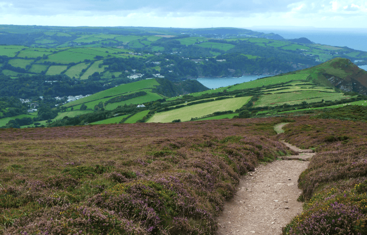 A footpaths leads the way through the purple heather of Exmoor, with long views out to the green coastline followed by the South West Coast Path.