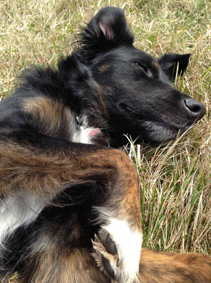 A dog lies on its back, relaxing.