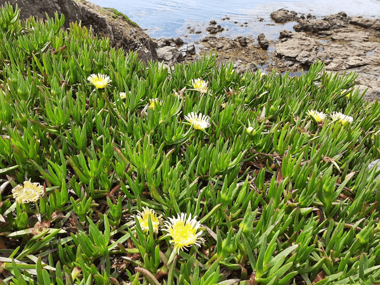 Flowers on the South West Coast Path